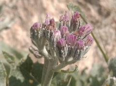 Adenostyles leucophylla