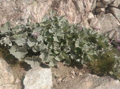 Adenostyles leucophylla