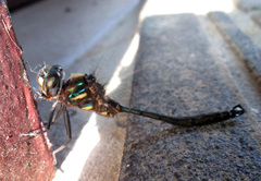 Somatochlora tenebrosa