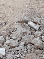 Passer domesticus
