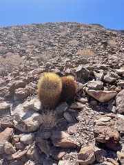 Ferocactus johnstonianus