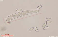 Lasiobolus macrotrichus