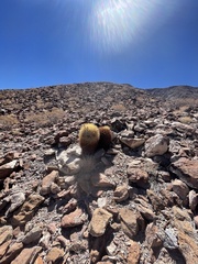 Ferocactus johnstonianus