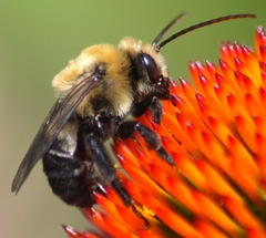 Melissodes desponsus