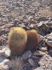 Ferocactus johnstonianus