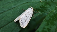 Stigmatophora micans