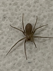 Loxosceles reclusa