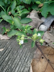 Strobilanthes crossandra