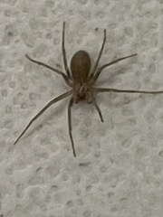Loxosceles reclusa