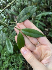 Garcinia thouvenotii image