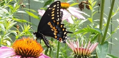 Papilio polyxenes
