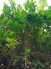 Ficus parietalis