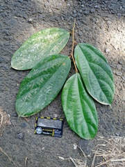 Ficus parietalis