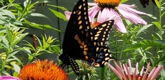 Papilio polyxenes