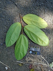 Ficus parietalis