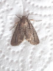 Sympistis dinalda