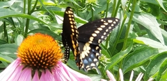Papilio polyxenes