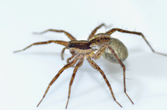 Pardosa hyperborea