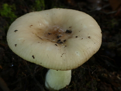 Russula purpureotincta
