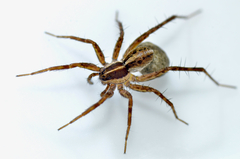 Pardosa hyperborea