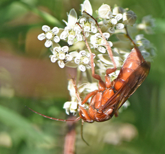 Tachypompilus unicolor cerinus