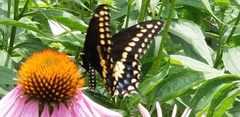 Papilio polyxenes