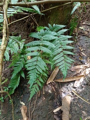 Tectaria subsageniacea