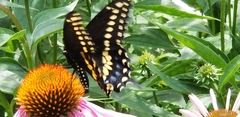 Papilio polyxenes