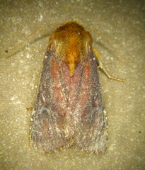 Sideridis maryx