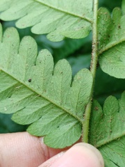 Tectaria subsageniacea