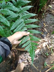 Tectaria subsageniacea