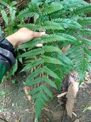 Tectaria subsageniacea