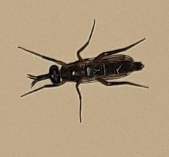 Phycinae