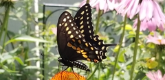 Papilio polyxenes