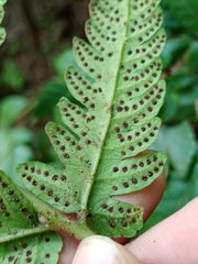 Tectaria subsageniacea