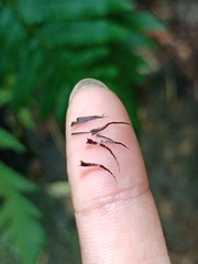 Tectaria subsageniacea