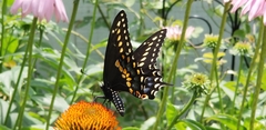 Papilio polyxenes