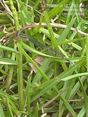 Enallagma doubledayi