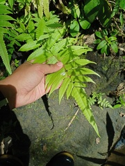 Christella subpubescens