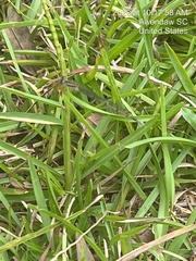 Enallagma doubledayi