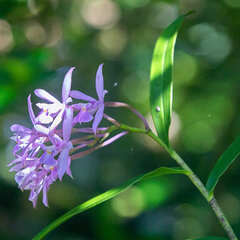 Epidendrum pansamalae