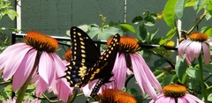 Papilio polyxenes