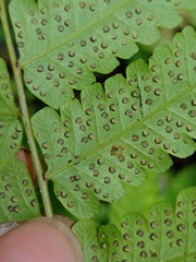 Christella subpubescens