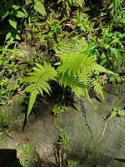 Christella subpubescens