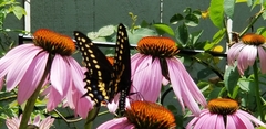 Papilio polyxenes