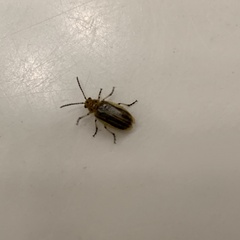 Diorhabda sublineata