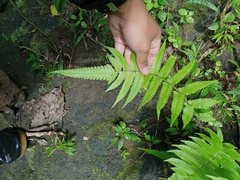 Christella subpubescens