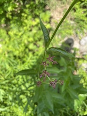 Vincetoxicum rossicum