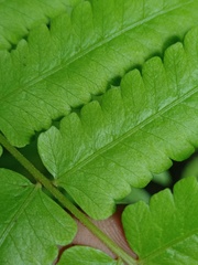 Christella subpubescens