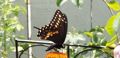 Papilio polyxenes